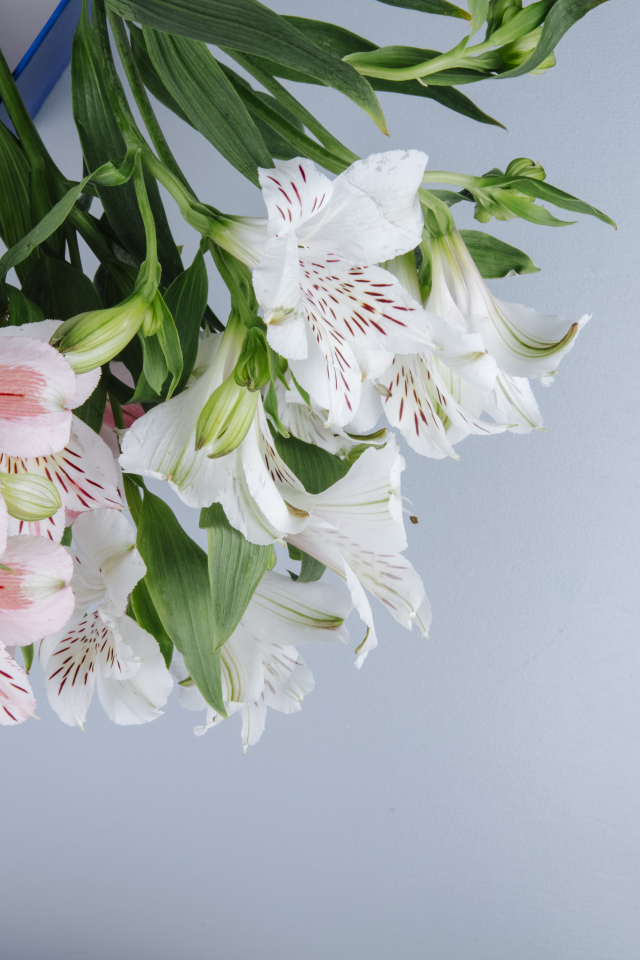 Нежные цветы альстромерии на сером фоне