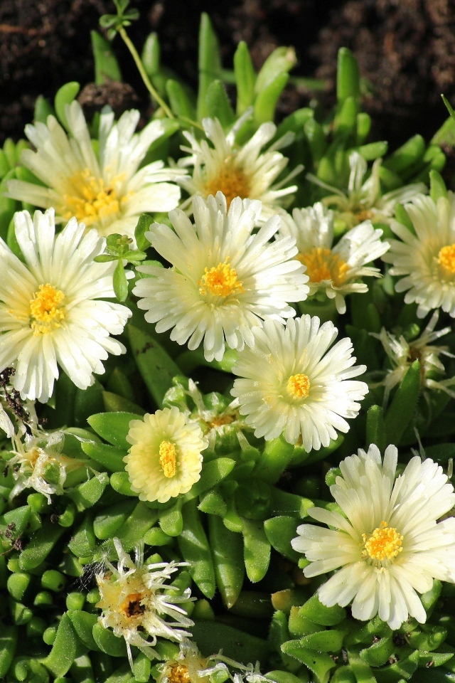 Нежные садовые цветы очиток на клумбе