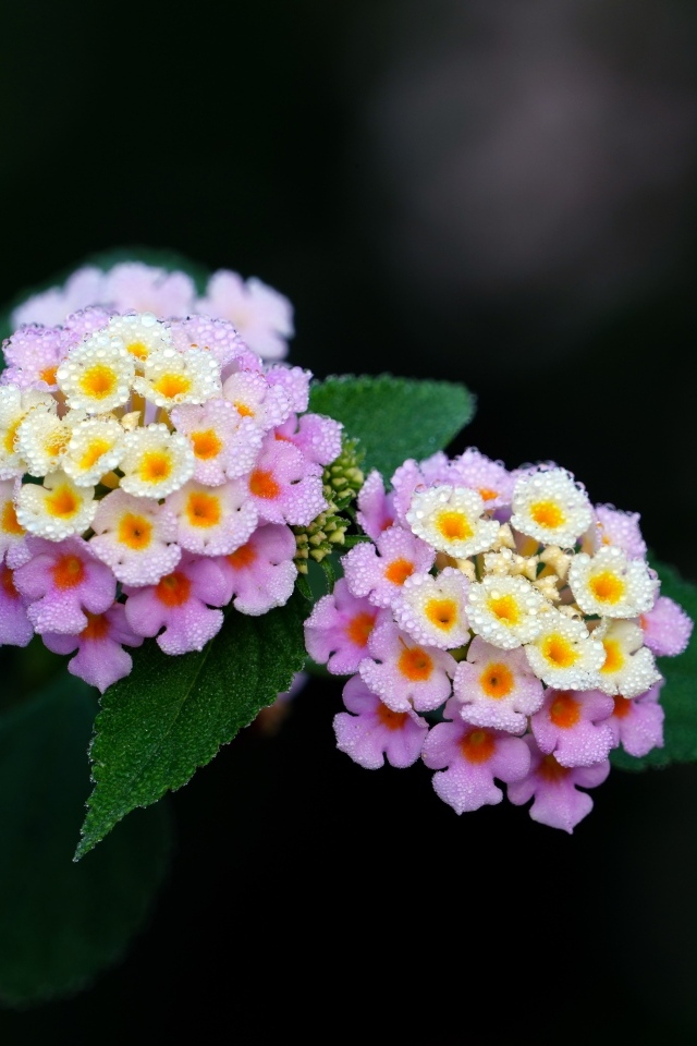 Нежные сиреневые цветы лантана