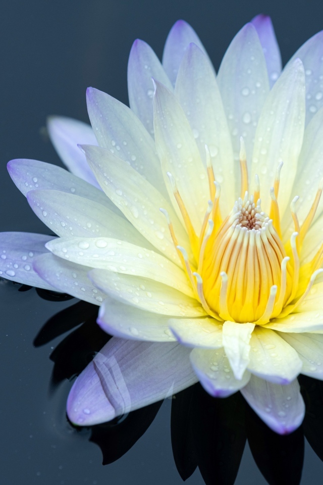 Нежный цветок лотоса в черной холодной воде