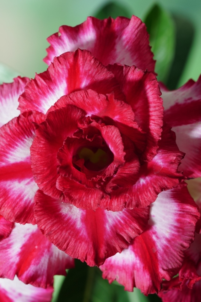 Нежные лепестки цветка адениум