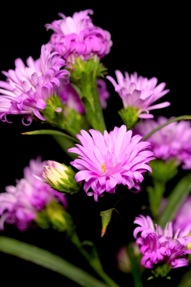 Нежные розовые цветы сентябринка на черном фоне
