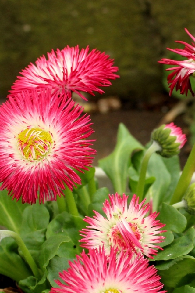 Нежные розовые маргаритки крупным планом