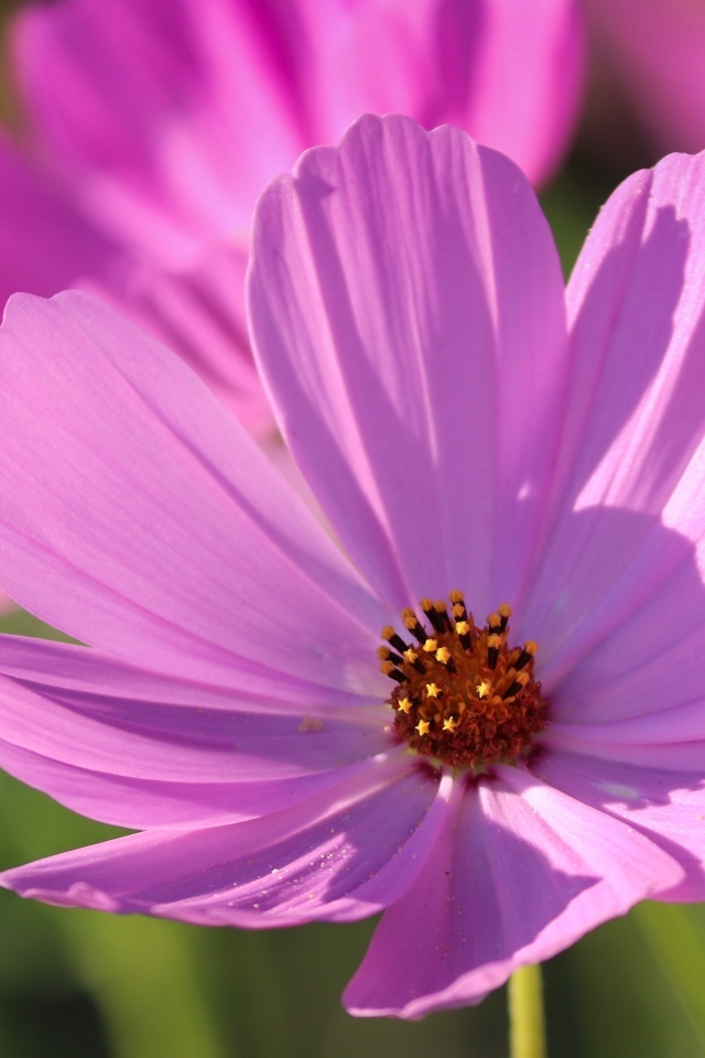 Нежный розовый садовый цветок космея в лучах солнца