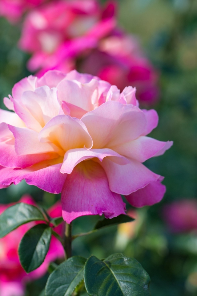 Нежные розовые розы на клумбе в парке