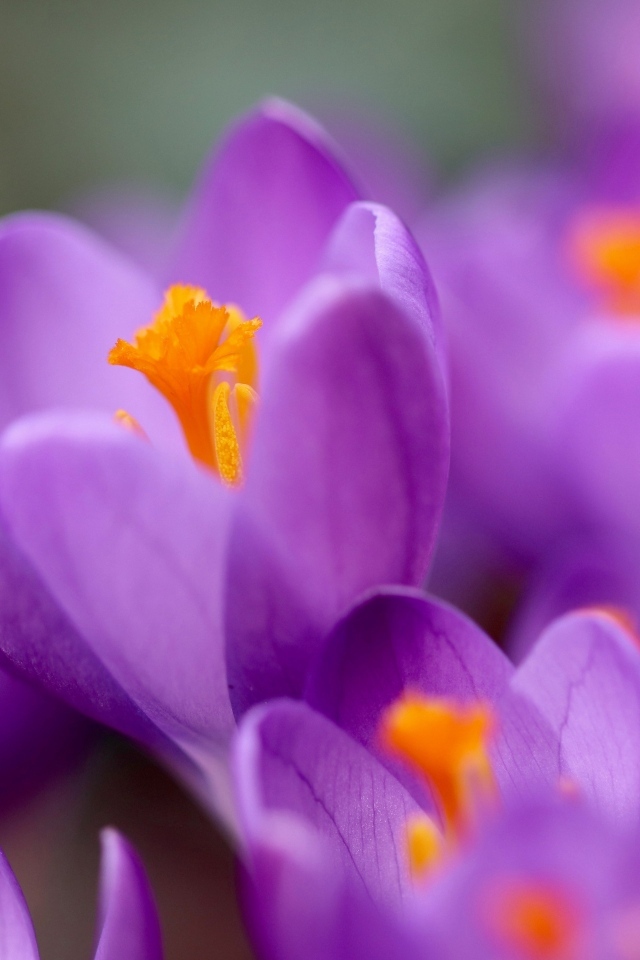 Нежные маленькие лепестки фиолетового крокуса