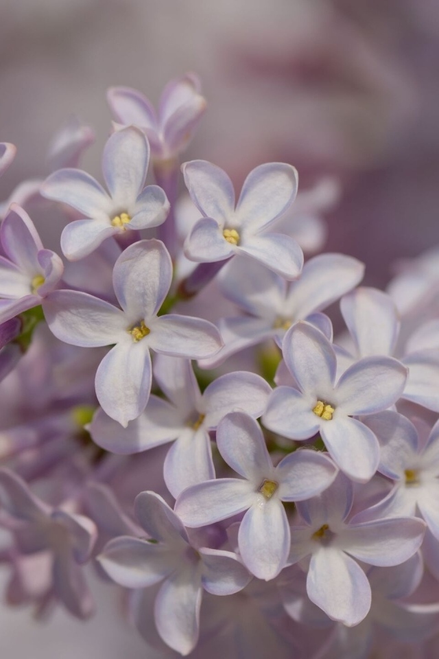 Нежные весенние цветы сирени