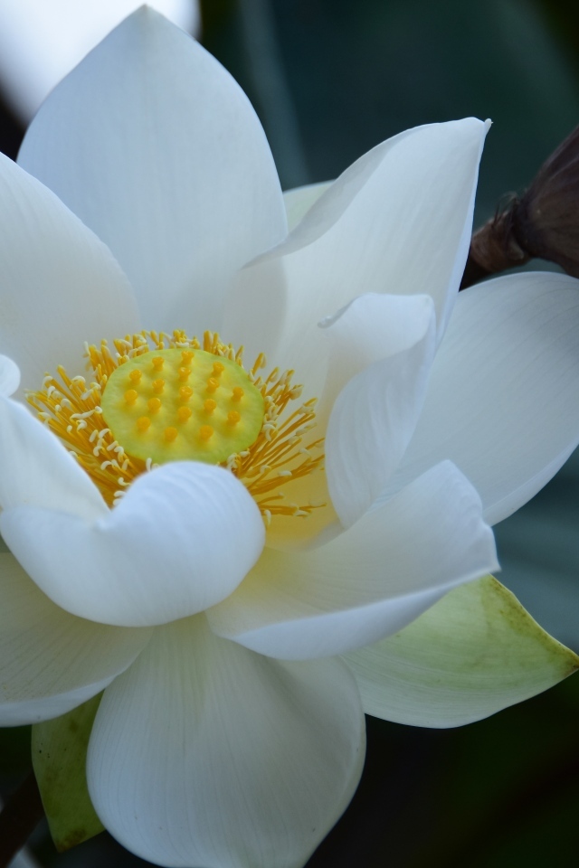 Нежный белый цветок лотоса крупным планом