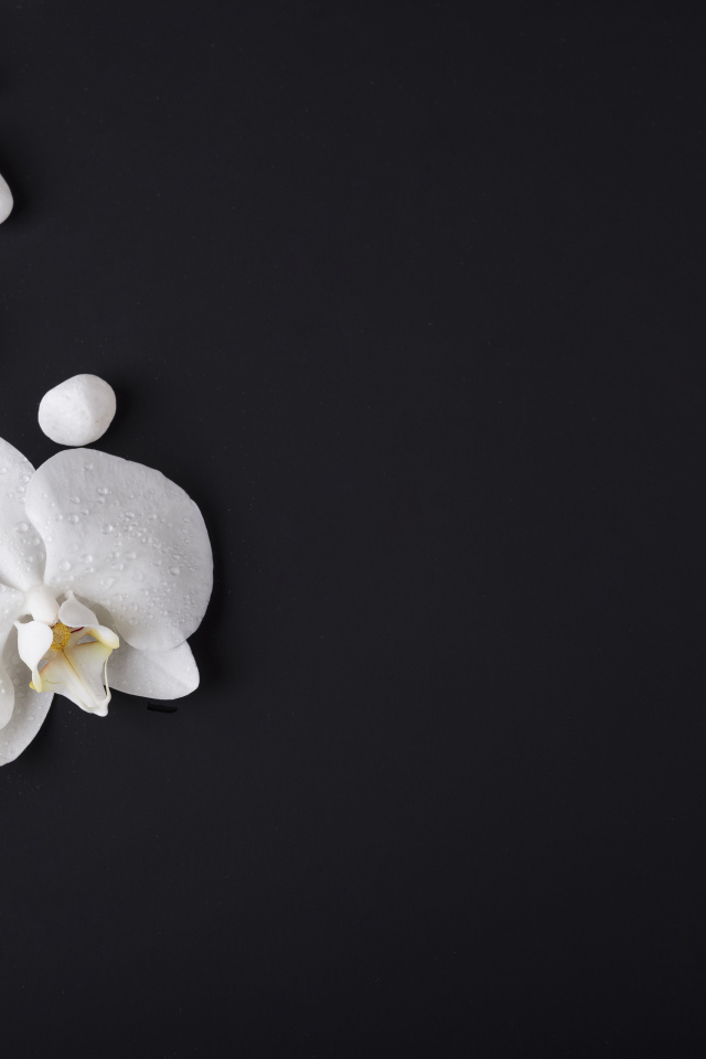 Нежные белые орхидеи с камнями на черном фоне