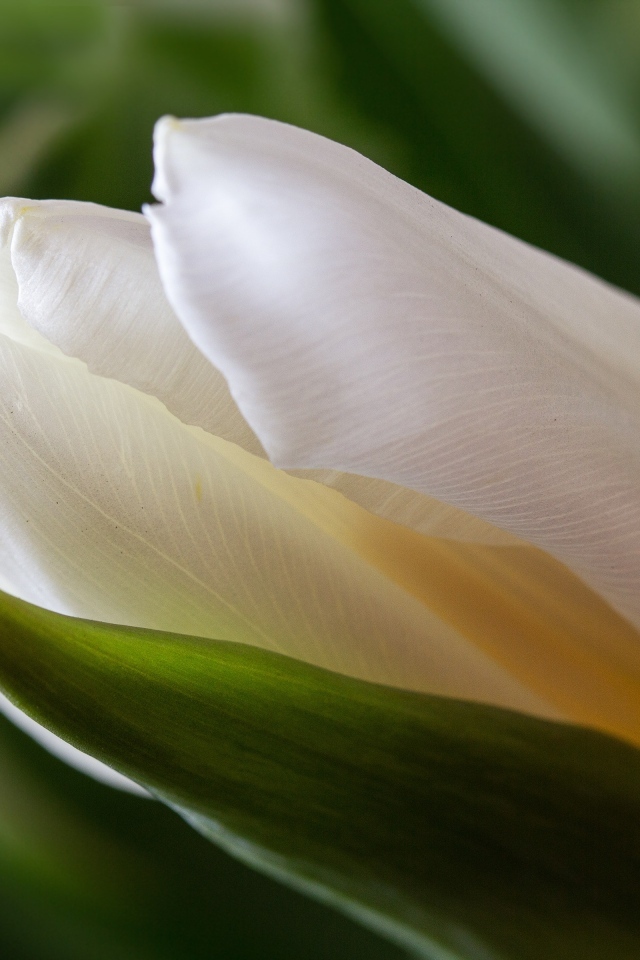 Нежный белый тюльпан с зелеными листьями