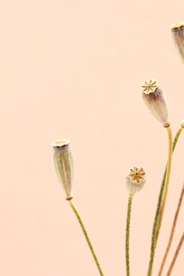 Высушенные отцветшие цветы на бежевом фоне