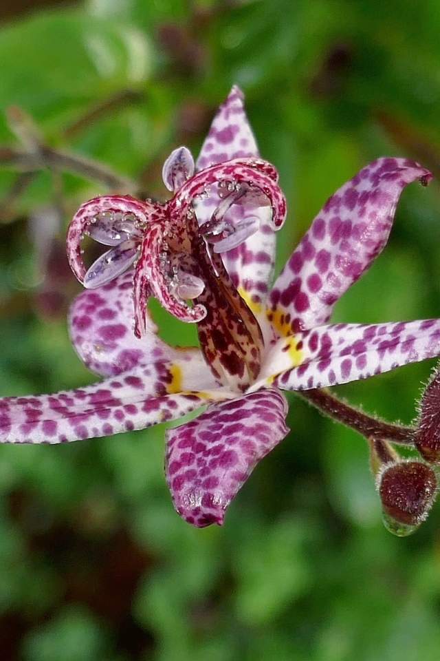 Экзотический пятнистый цветок орхидеи