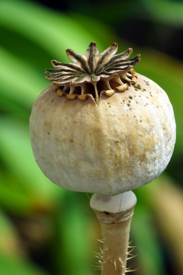 Отцветший мак крупным планом 