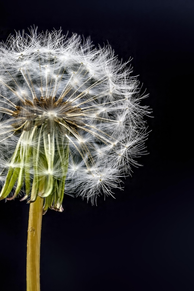 Отцветший белый одуванчик на черном фоне