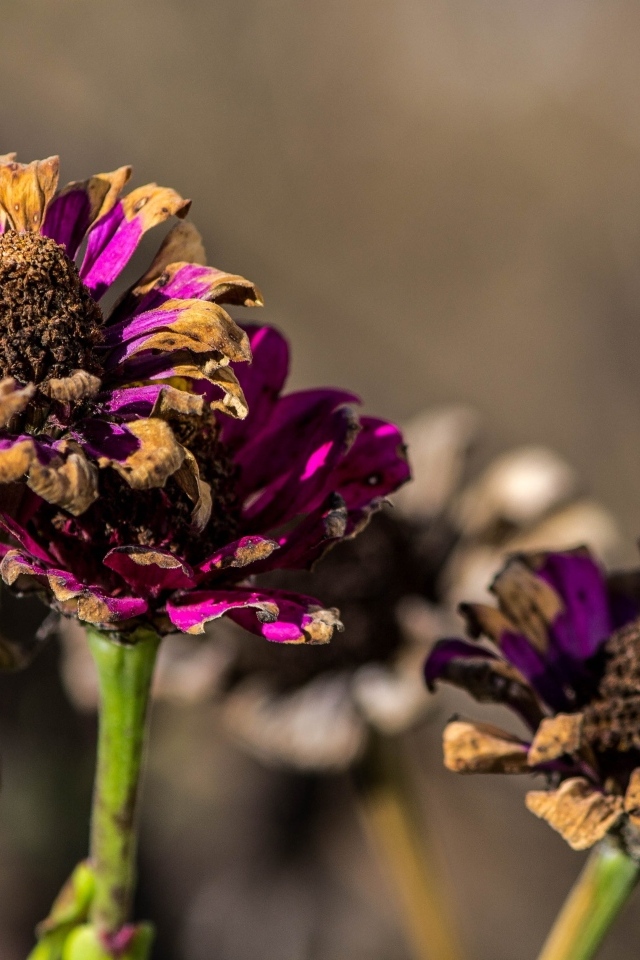 Отцветшие цветы циннии 