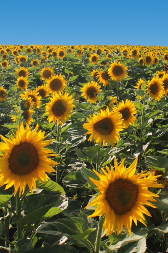 Поле больших цветущих подсолнухов под голубым небом