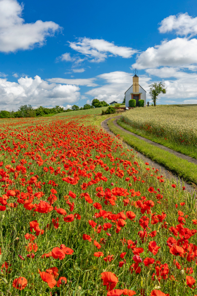 Поле красных маков под голубым небом с белыми облаками