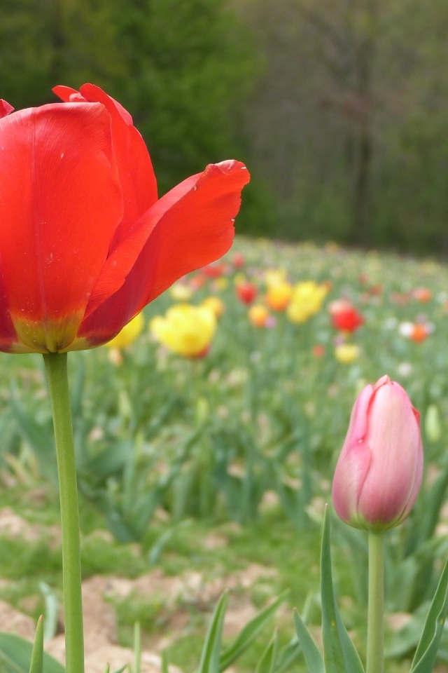 Поле с разноцветными тюльпанами в начале весны