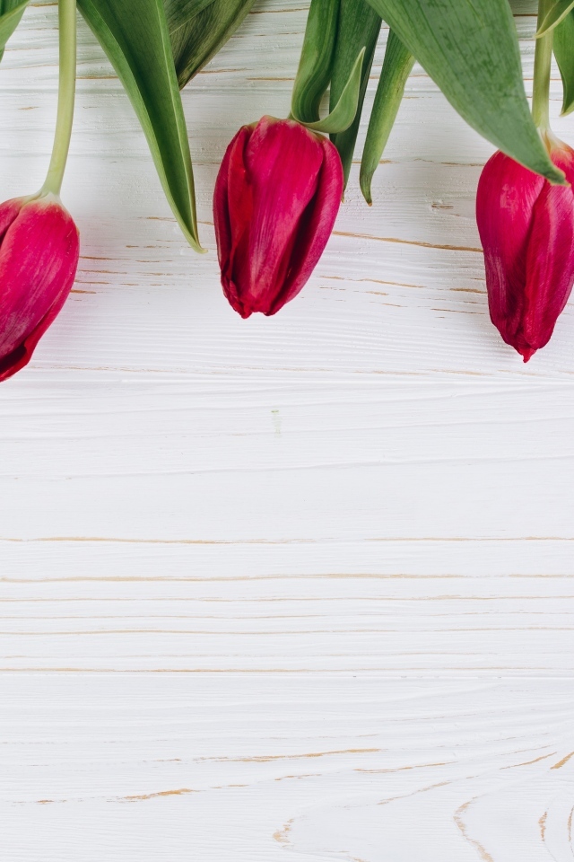 Пять красных тюльпанов на белом фоне