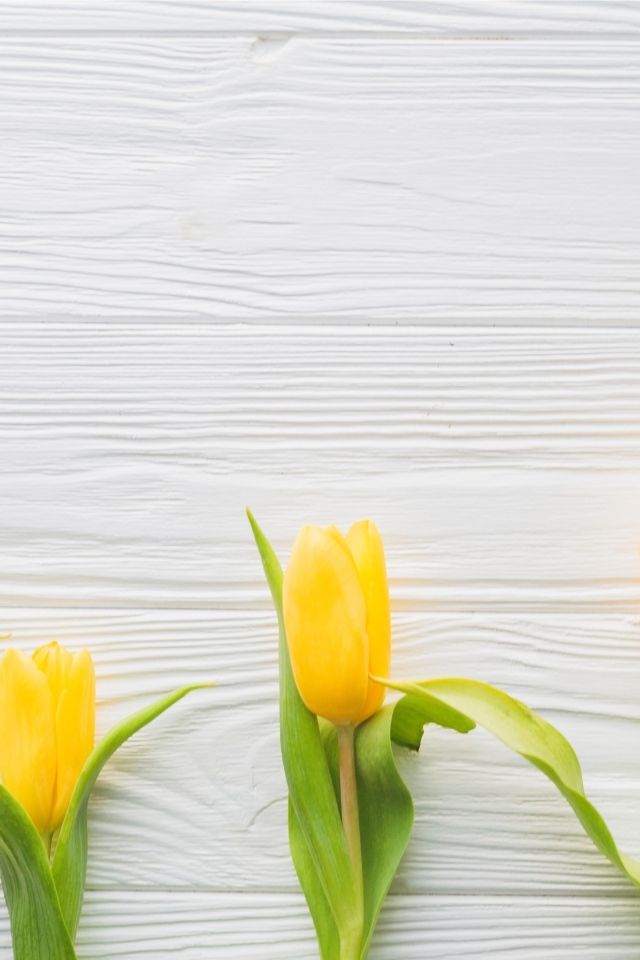 Пять желтых тюльпанов на белом фоне весной