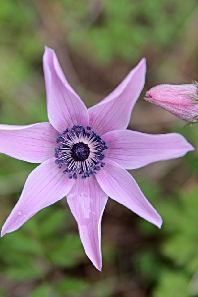 Лесной цветок анемона с бутоном крупным планом