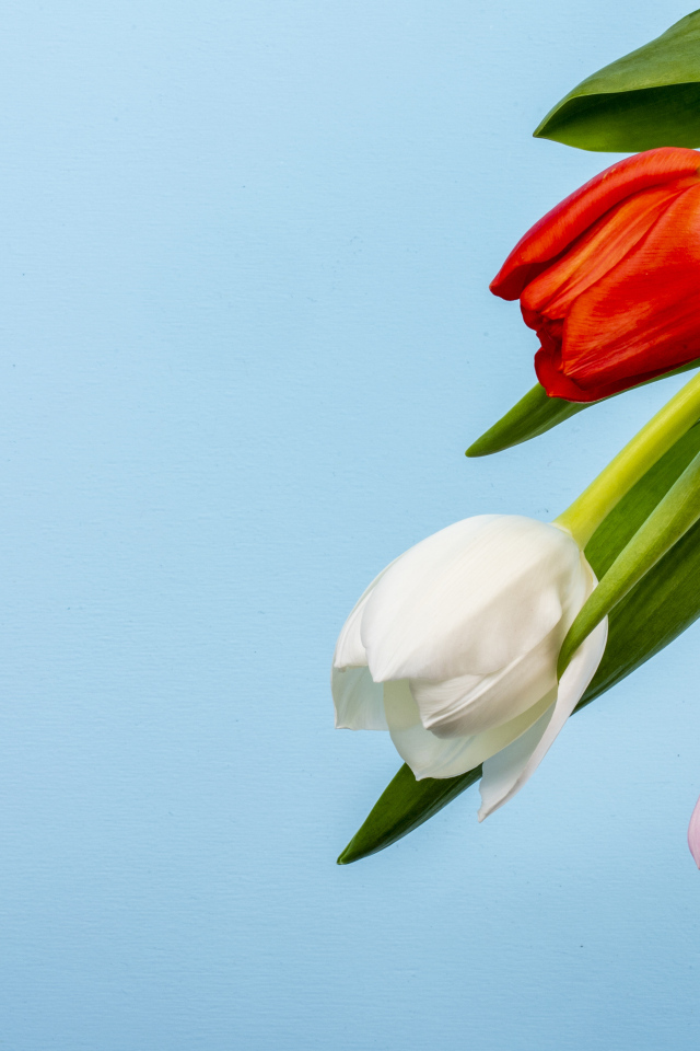Четыре тюльпана на голубом фоне