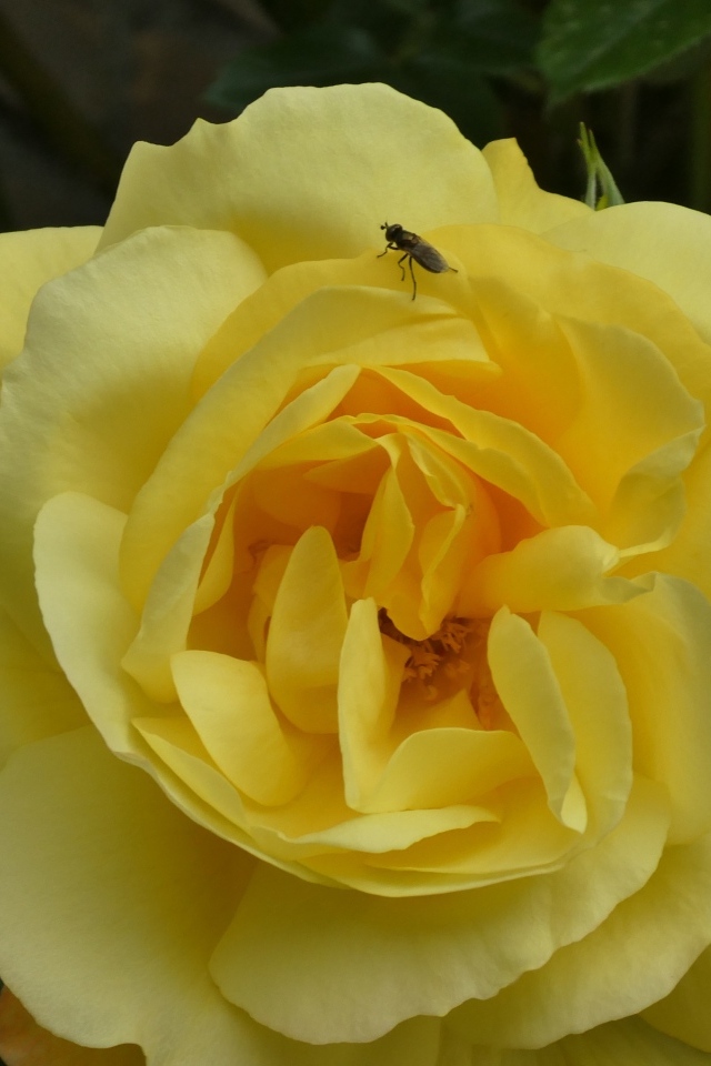 Ароматная садовая желтая роза с мухой