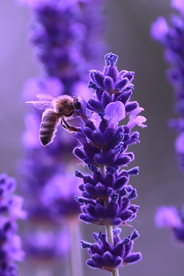 Ароматные фиолетовые цветы полевой лаванды
