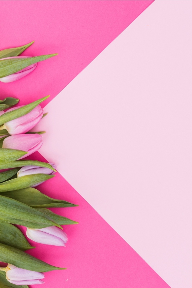 Свежие тюльпаны на нежном розовом фоне