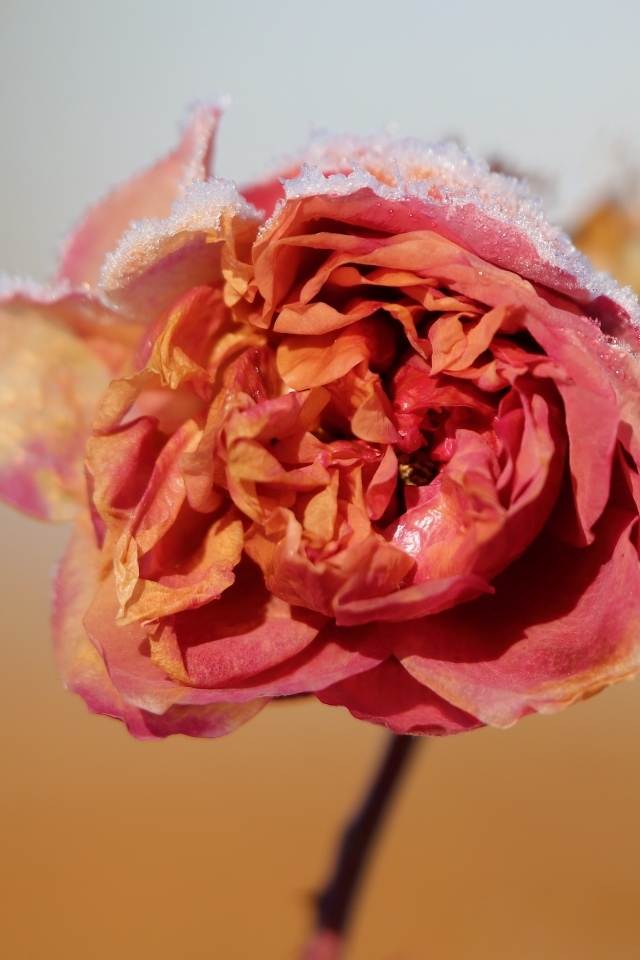 Замерзшая покрытая снегом роза крупным планом