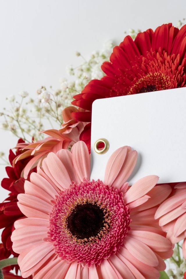 Герберы с листом бумаги на сером фоне, шаблон для открытки