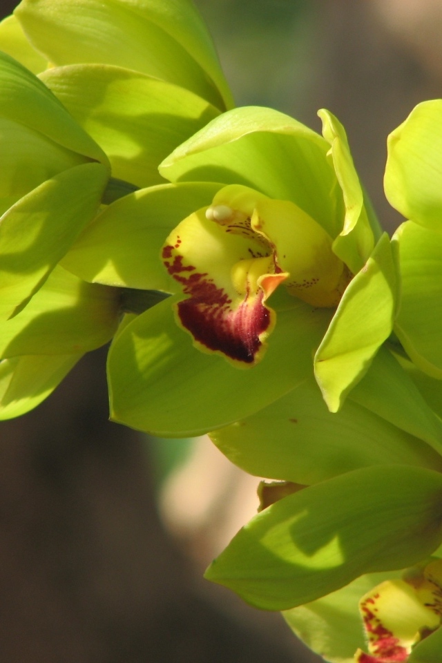 Зеленые цветы орхидеи крупным планом