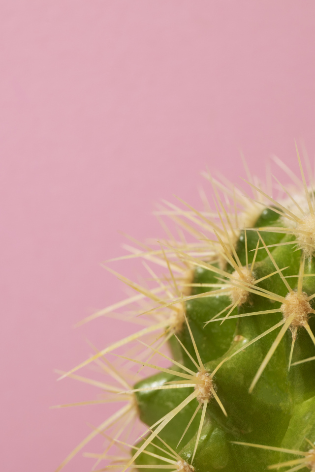 Зеленый колючий кактус на розовом фоне