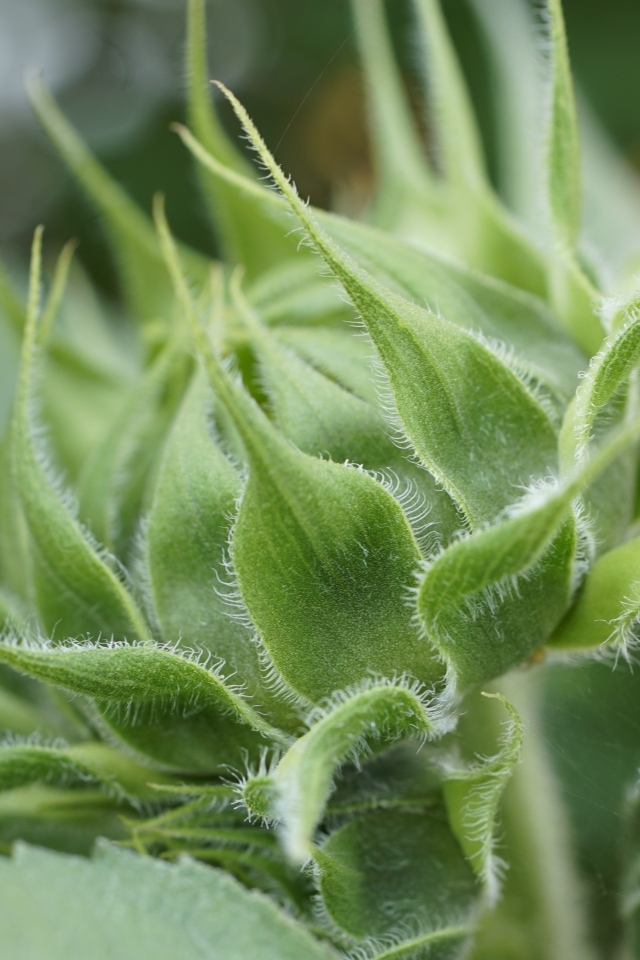 Зеленый нераспустившийся бутон подсолнуха