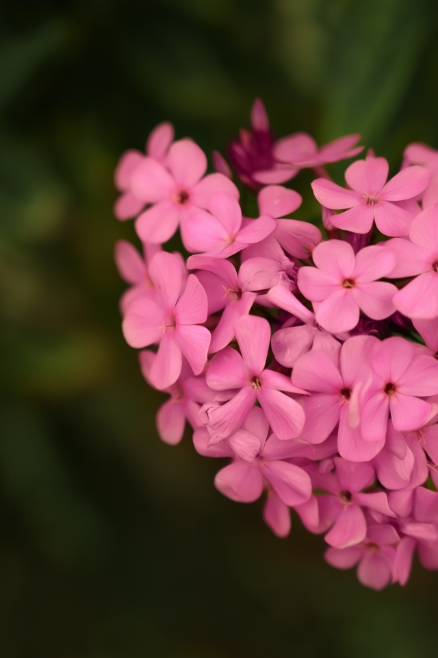 Сердце из розовых цветов флокса