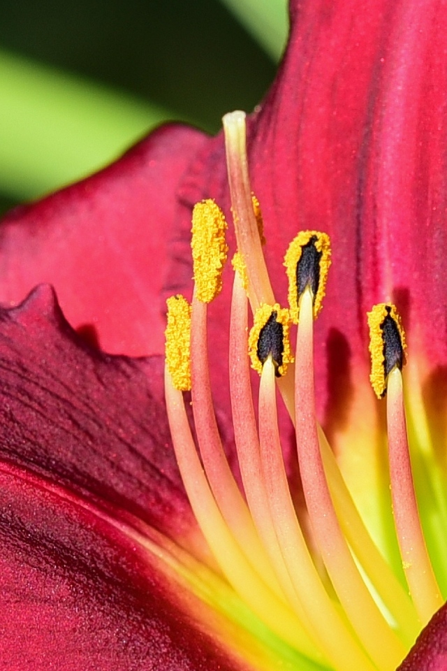 Большие бордовые лепестки лилейника