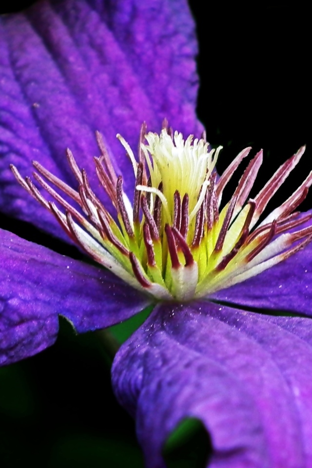 Крупный цветок клематиса на черном фоне