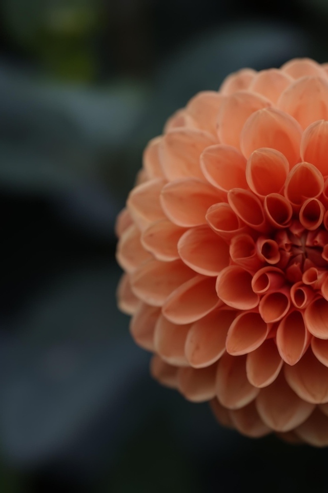 Большой оранжевый цветок георгина крупным планом