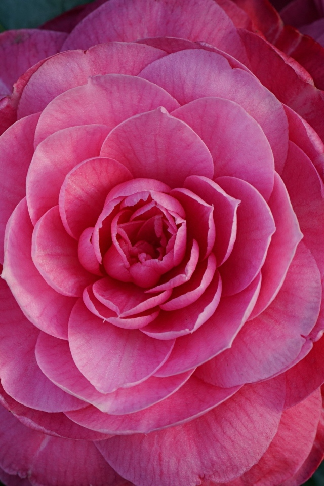 Большой розовый цветок камелия крупным планом