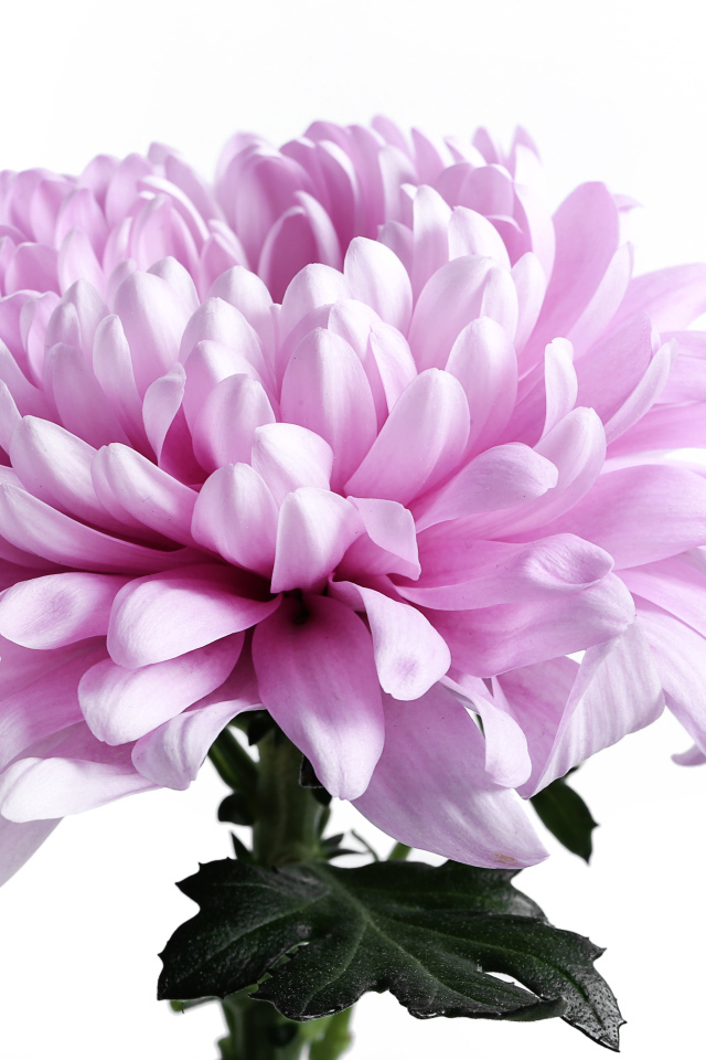 Крупный розовый цветок хризантемы на белом фоне