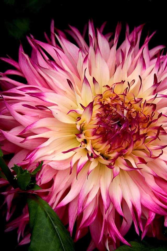 Крупная розовая георгина на клумбе