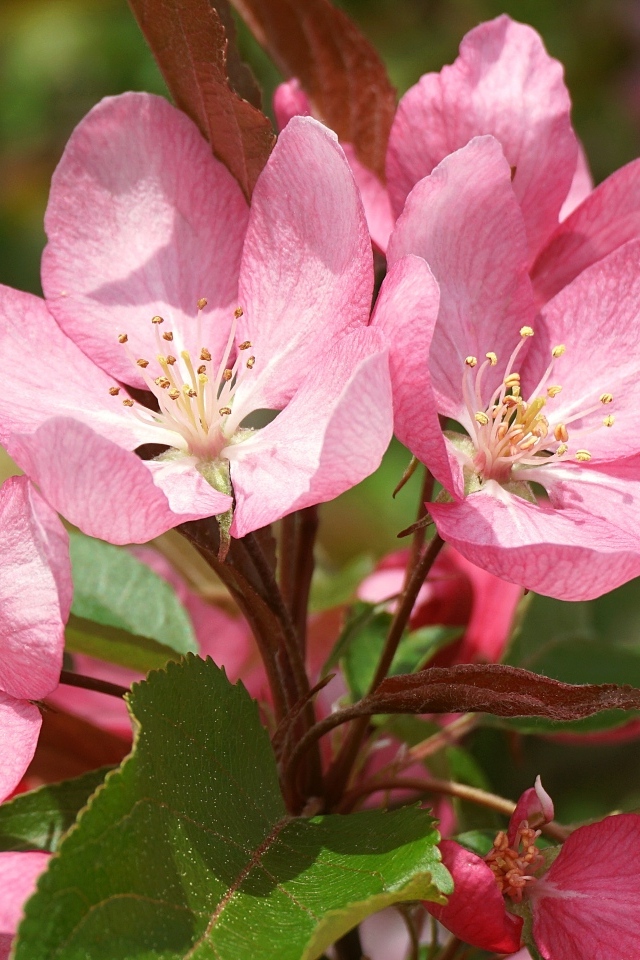 Крупные розовые цветы на ветке