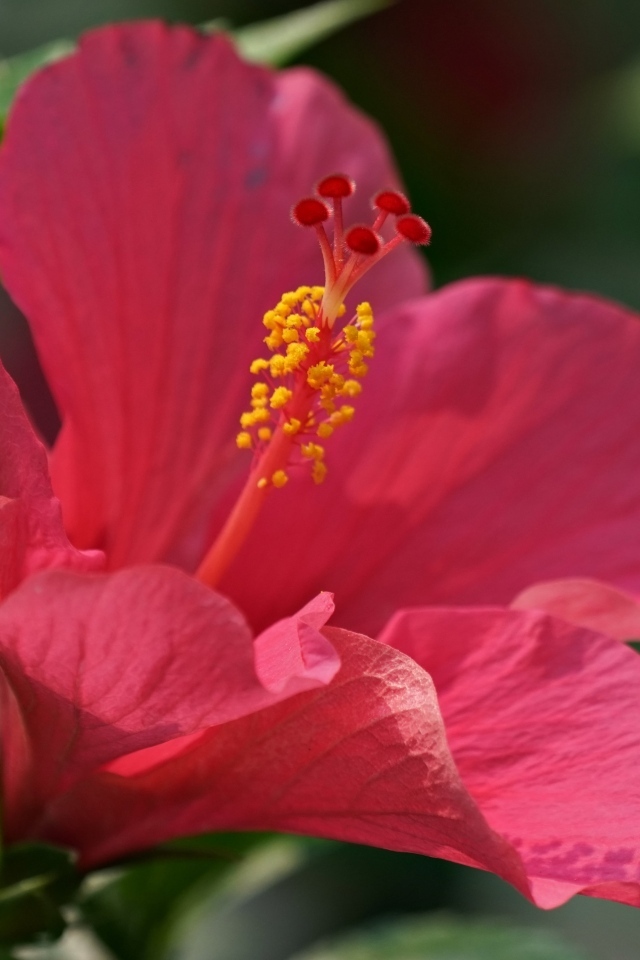 Большой розовый гибискус крупным планом