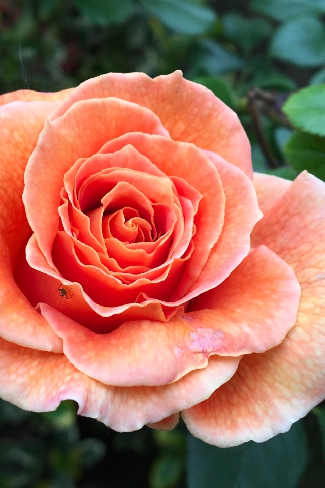 Большая розовая роза на клумбе