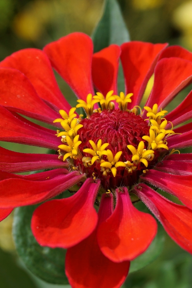 Большой красный цветок цинния