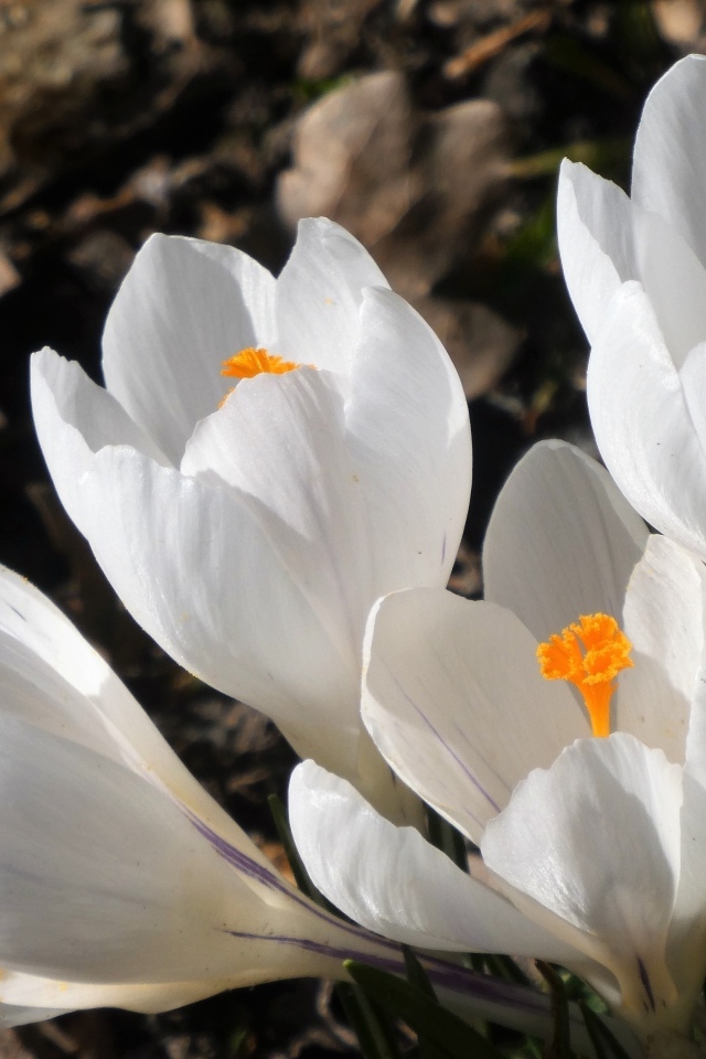 Крупные белые крокусы весной на клумбе