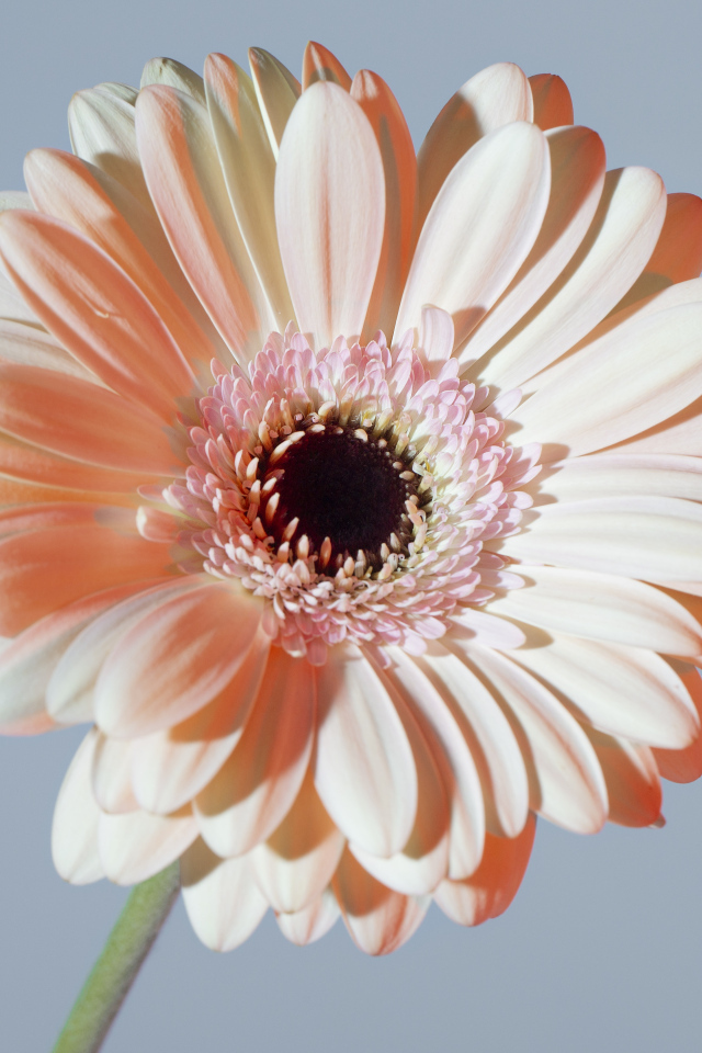 Крупная белая гербера на сером фоне