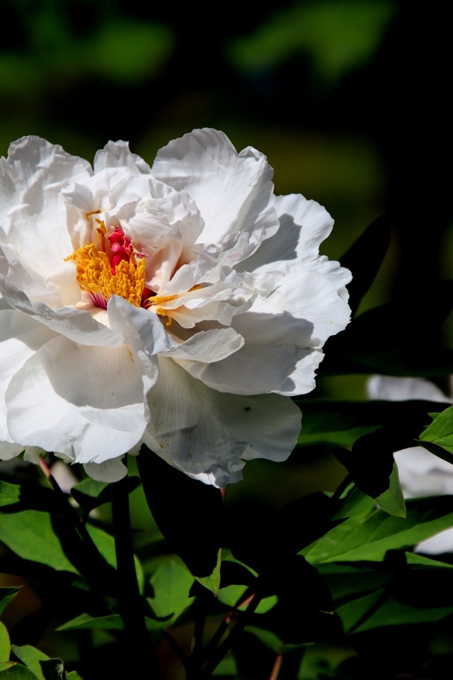 Большой белый пион крупным планом