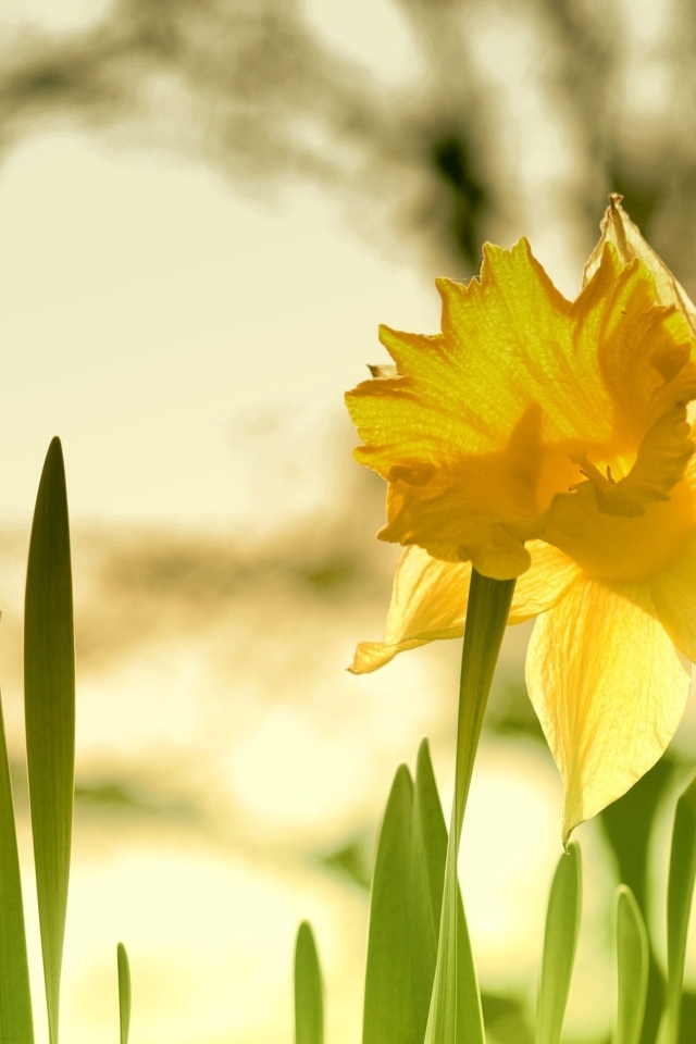 Крупный желтый цветок нарцисса