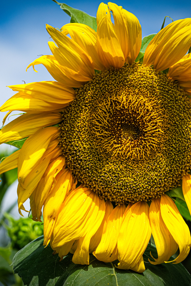 Большой желтый подсолнух на фоне голубого неба